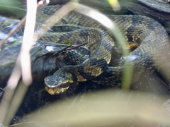 Agkistrodon piscivorus