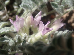 Astragalus