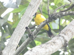 Icterus leucopteryx