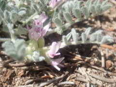 Astragalus