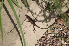 Sceloporus edbelli