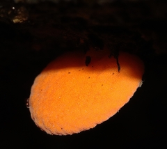 Favolaschia claudopus