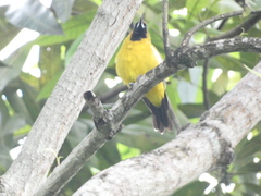 Icterus leucopteryx