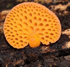 Favolaschia claudopus