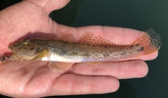Acanthogobius flavimanus