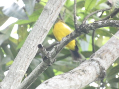 Icterus leucopteryx