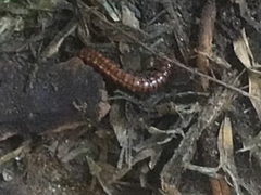 Animalia