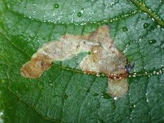 Cameraria caryaefoliella