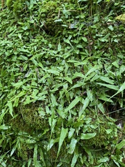 Asplenium rhizophyllum