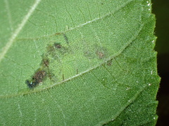 Cameraria caryaefoliella