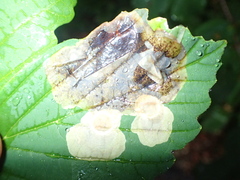 Cameraria hamameliella