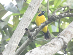 Icterus leucopteryx