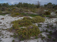 Conostephium pendulum
