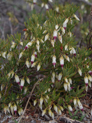 Conostephium pendulum