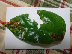 Cameraria guttifinitella