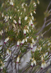 Conostephium pendulum