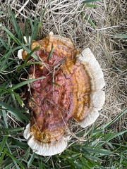 Ganoderma