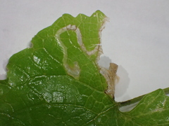 Liriomyza brassicae