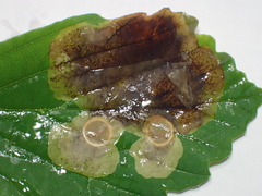 Cameraria hamameliella