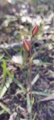 Thelymitra antennifera