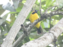 Icterus leucopteryx