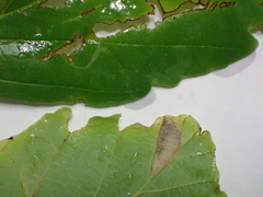 Caloptilia superbifrontella