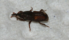 Sitophilus