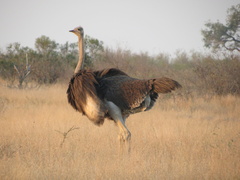 Struthio camelus australis