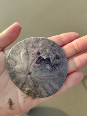 Dendraster excentricus