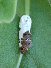 Acontiini