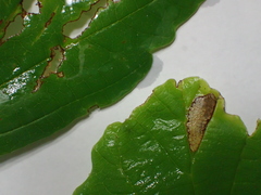 Caloptilia superbifrontella