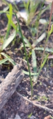 Thelymitra antennifera