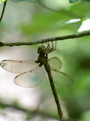 Boyeria vinosa