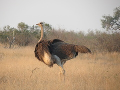 Struthio camelus australis