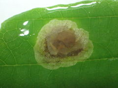 Cameraria hamameliella