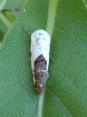 Acontiini