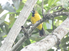 Icterus leucopteryx