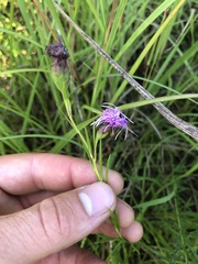 Liatris cylindracea