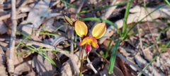 Diuris orientis
