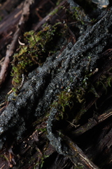 Fuscopannaria leucosticta