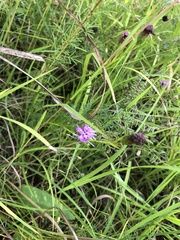 Liatris cylindracea