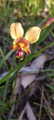 Diuris orientis