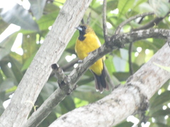 Icterus leucopteryx