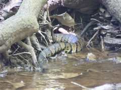 Agkistrodon piscivorus