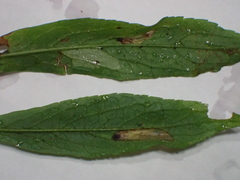 Cremastobombycia solidaginis