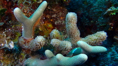 Porites porites