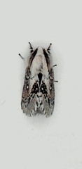 Porela delineata