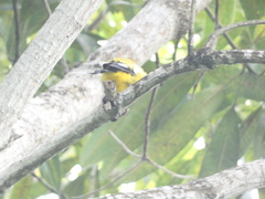 Icterus leucopteryx