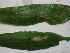 Cremastobombycia solidaginis