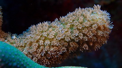 Porites porites